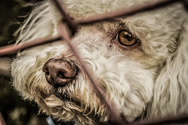 animal-spotlight-3